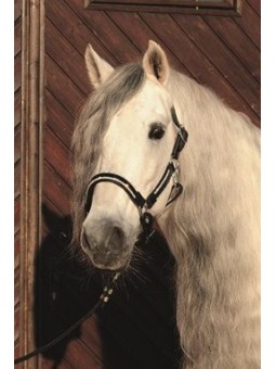 Licol vernis à brillants