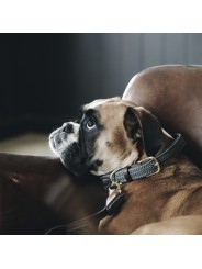 Collier pour chien en nylon tressé
