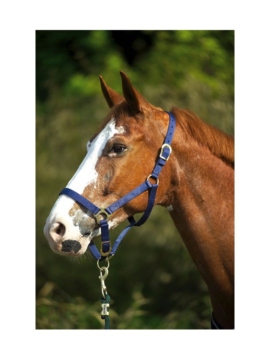 Licol nylon double épaisseur