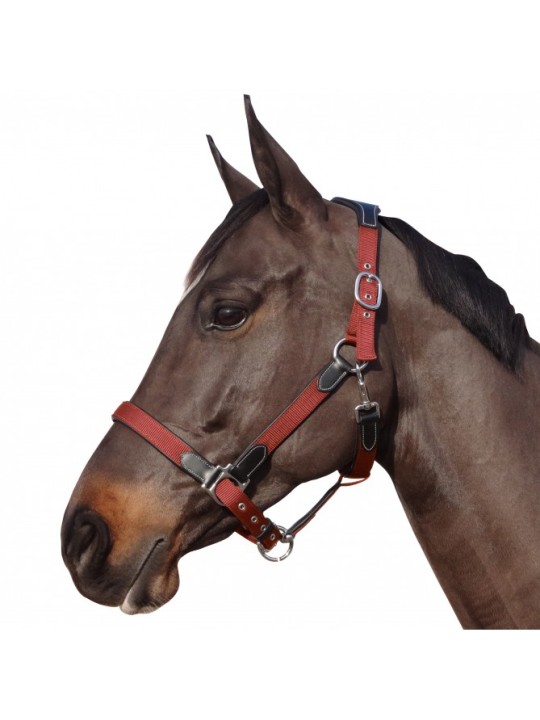 Licol nylon/cuir F&C