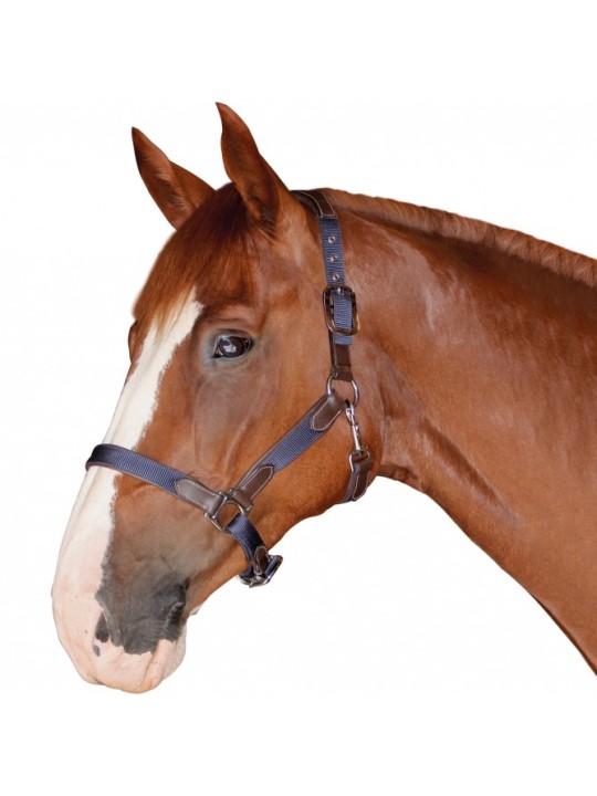 Licol nylon/cuir F&C