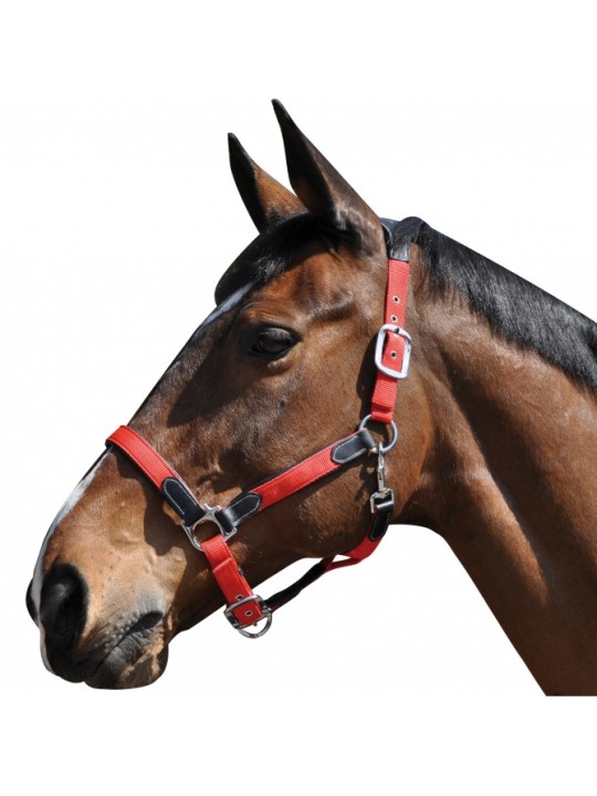 Licol nylon/cuir F&C