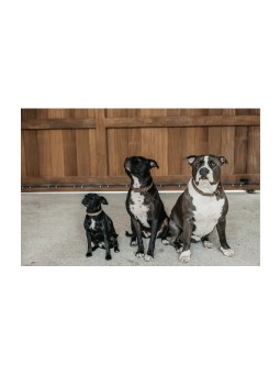 Collier pour chien Basket