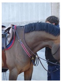 Collier de chasse élastique avec martingale